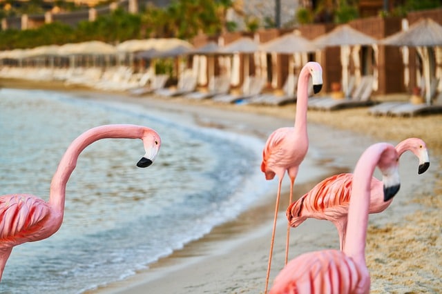 praia de flamingos, aruba