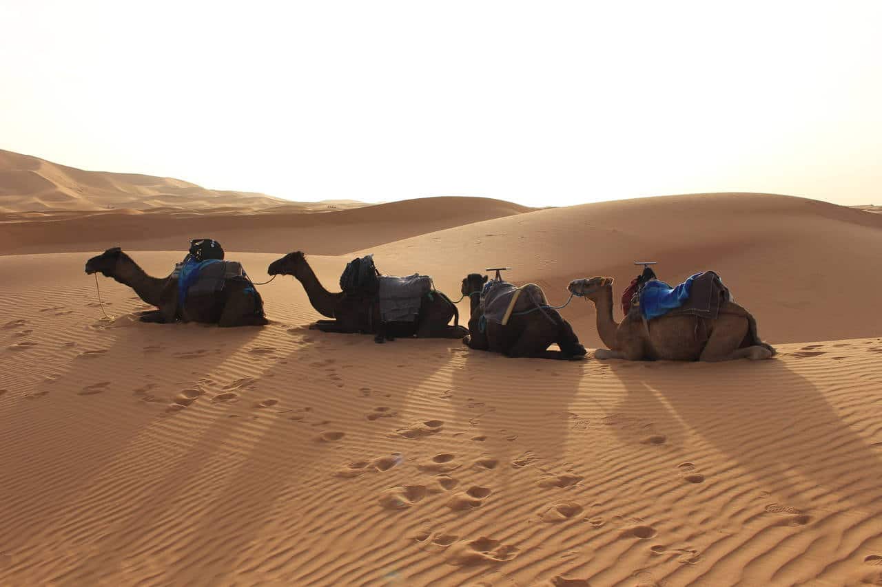 andar de camelo, deserto do sahara, marrocos