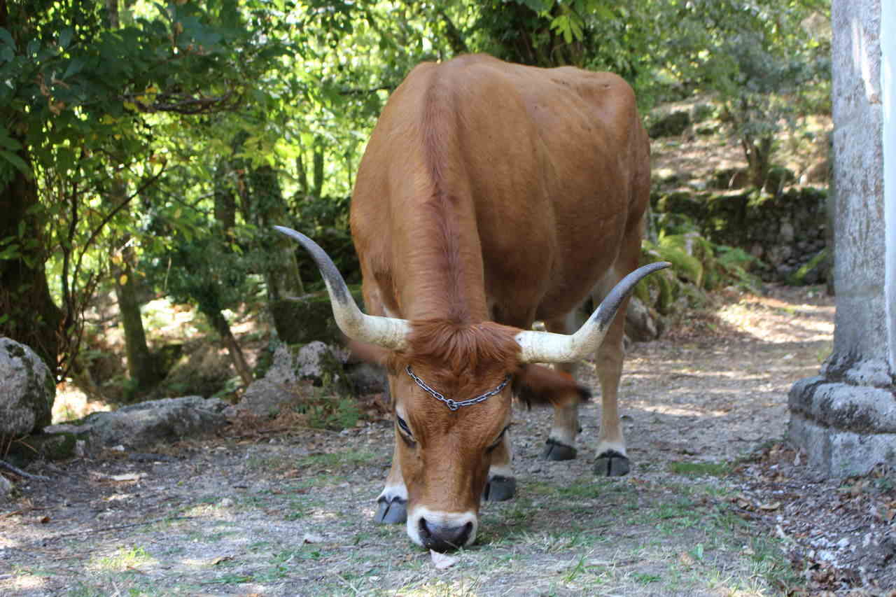 Vaca Cachena Gerês