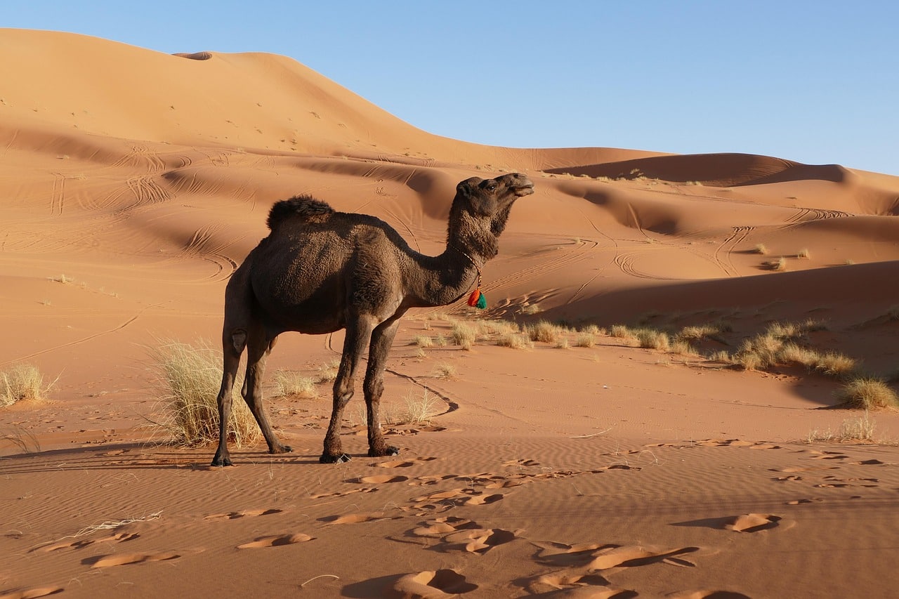 deserto do saara, merzouga