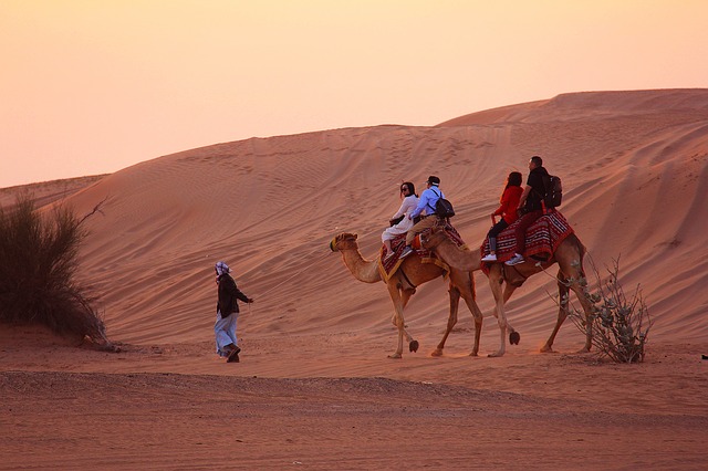 deserto dubai camelo