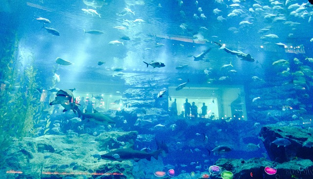 dubai mall aquário