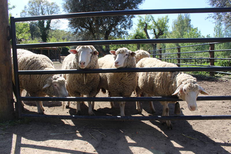 ovelhas quinta do ragal