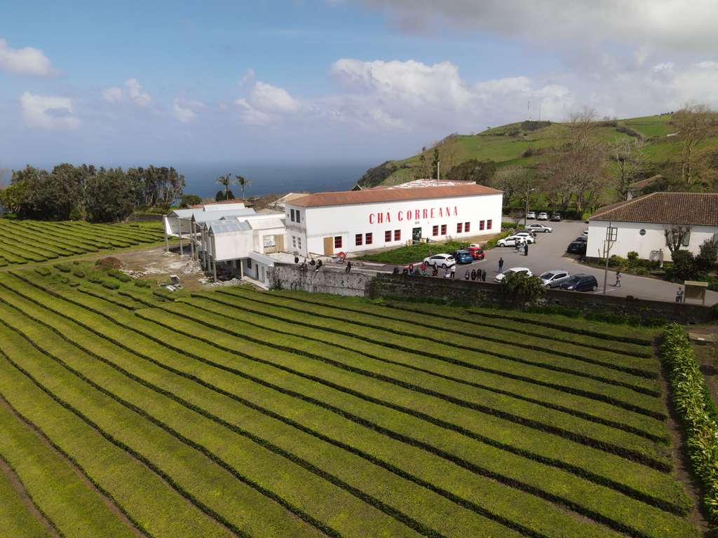 Chá Gorreana, Açores