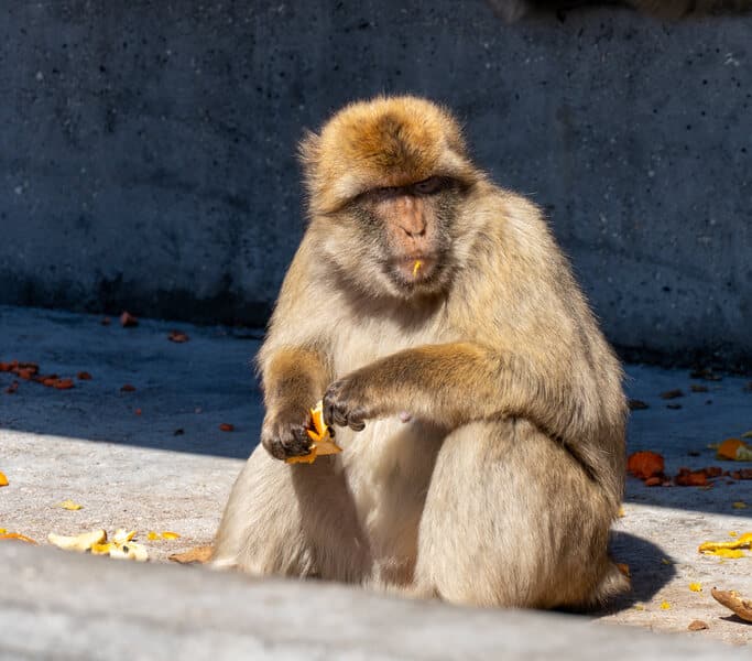 macacos de gibraltar