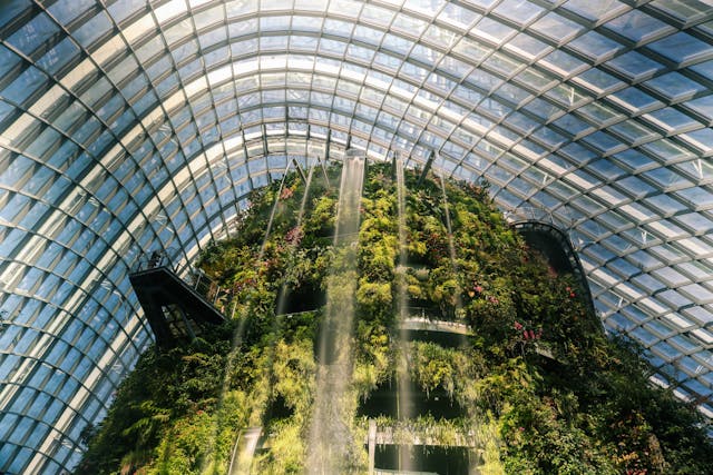 Cloud Forest​