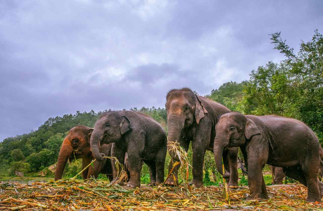 chiang mai elefantes