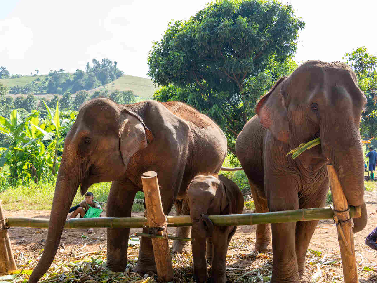 elefantes chiang mai 4