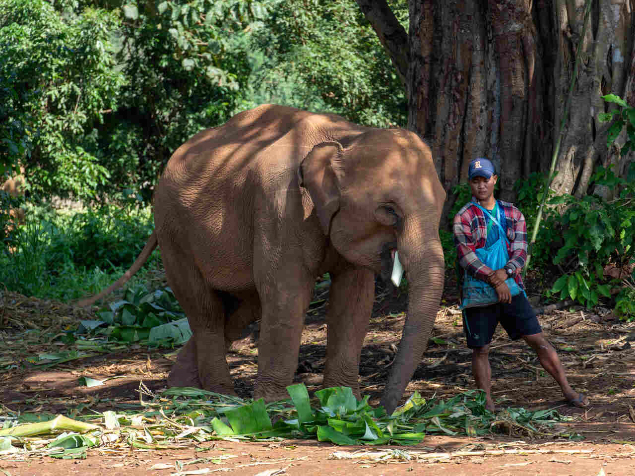 elefantes chiang mai 5