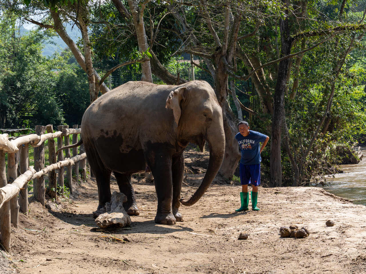 elefantes chiang mai 7